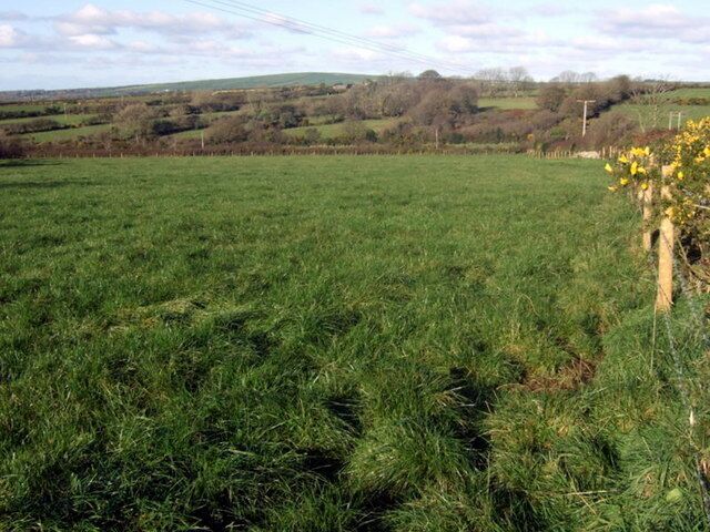 Un campo verde con una valla y flores amarillas.