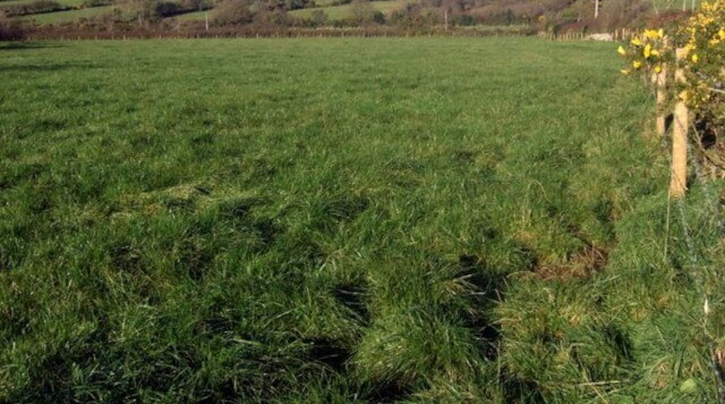 Un campo verde con una valla y flores amarillas.