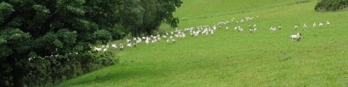 Sheep pasture above Griffin Lloyd Sheep scamper away from the photographer on the high pasture. Be advised that if accessing via Blaen-y-cwm, there are (or were in July 2008) two very aggressive dogs at that farm which will happily attack you or your conveyance.