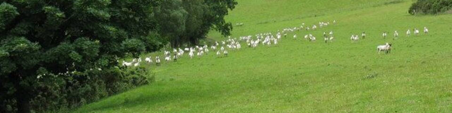 Sheep pasture above Griffin Lloyd Sheep scamper away from the photographer on the high pasture. Be advised that if accessing via Blaen-y-cwm, there are (or were in July 2008) two very aggressive dogs at that farm which will happily attack you or your conveyance.