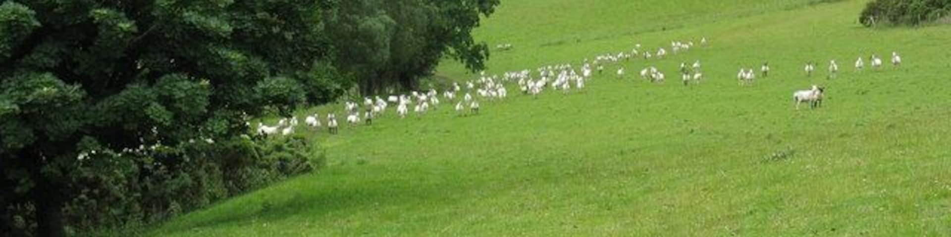 Sheep pasture above Griffin Lloyd Sheep scamper away from the photographer on the high pasture. Be advised that if accessing via Blaen-y-cwm, there are (or were in July 2008) two very aggressive dogs at that farm which will happily attack you or your conveyance.