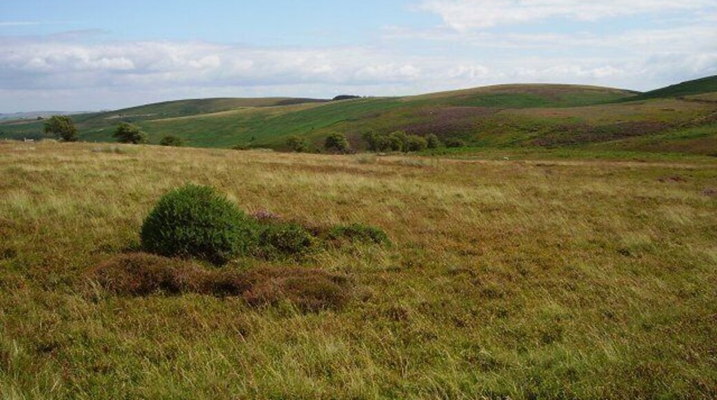 Beacon Hill. Moorland between the main summit and Pool Hill. The edge of the farmland running up from Fron Barn can be seen as a line of hawthorn trees.
