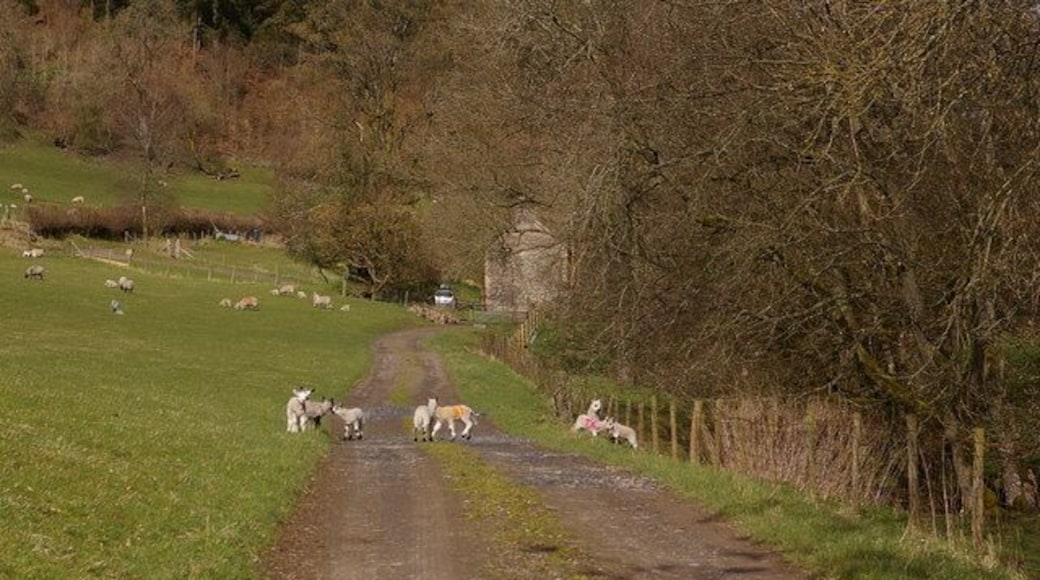 Lambs on track near Blaen-y-plwyf Blaen-y-plwf is the cottage behind. The track is part of the bridleway (on this section a "byway open to all traffic") running from Bleddfa to Llanbister Road station.