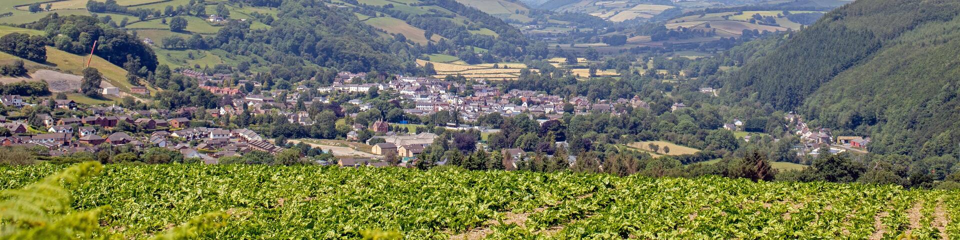 Summertime rural scenery in Wales.