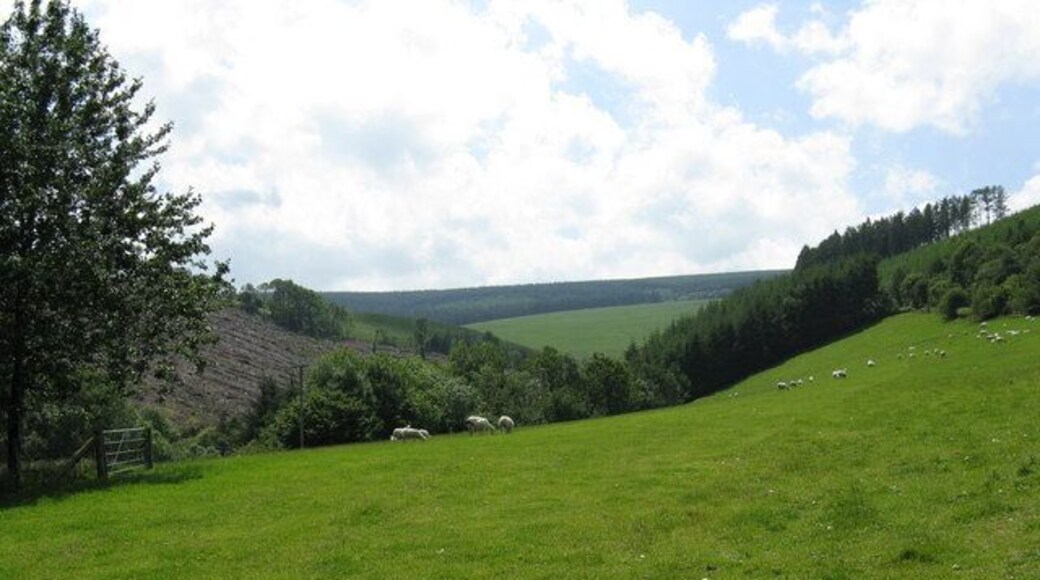 Sheep grazing at Neuadd Beyond the sheep is an exceedingly steep-sided valley.