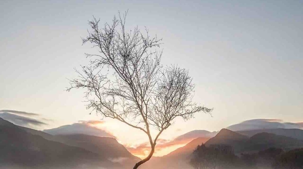 Lone Tree at sunrise