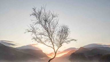 Lone Tree at sunrise