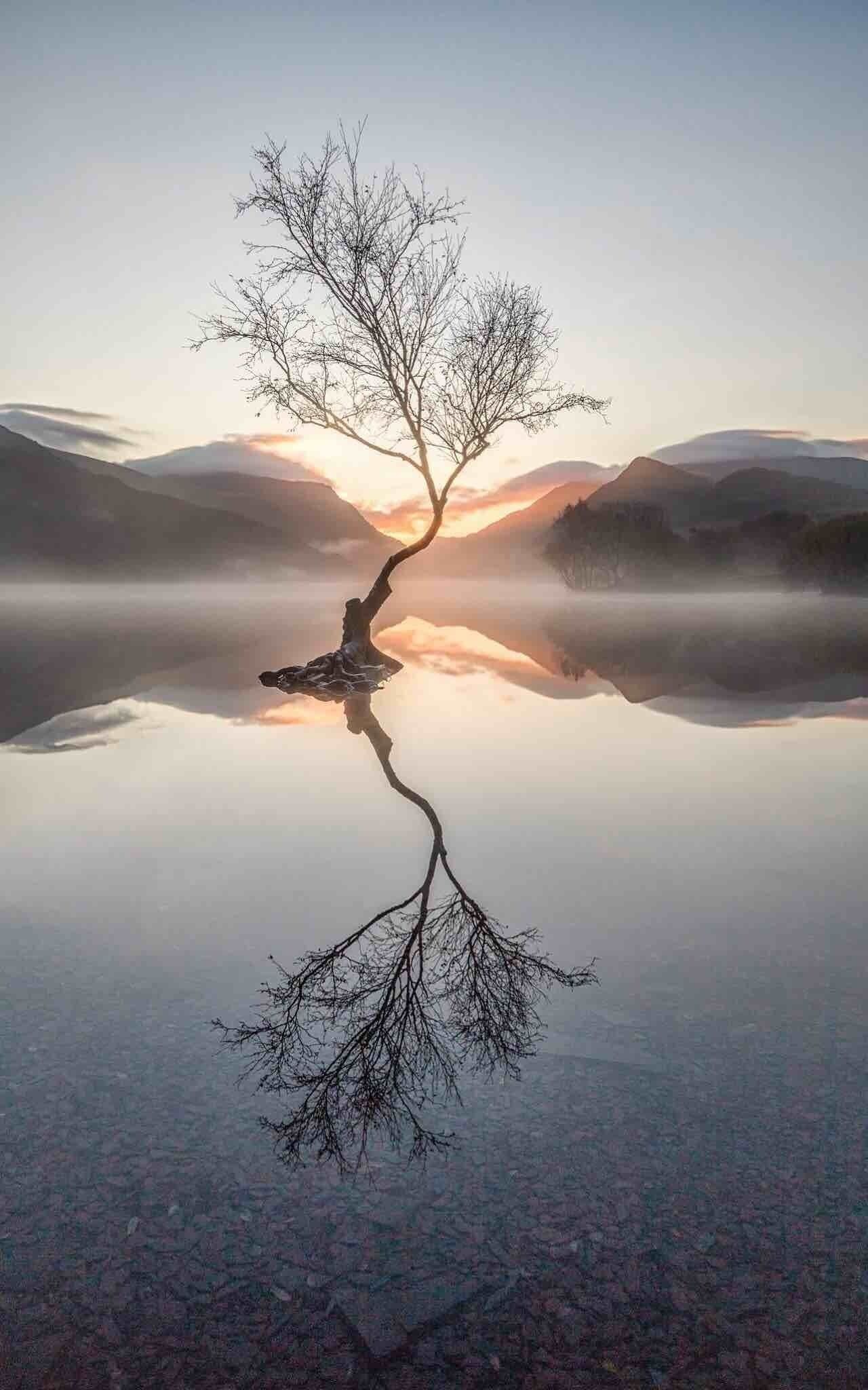 A solitary tree reflected in a calm body of water with mountains in the background.