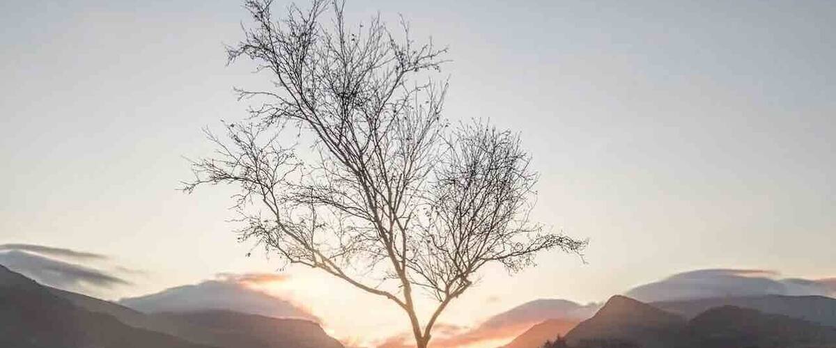 A solitary tree reflected in a calm body of water with mountains in the background.