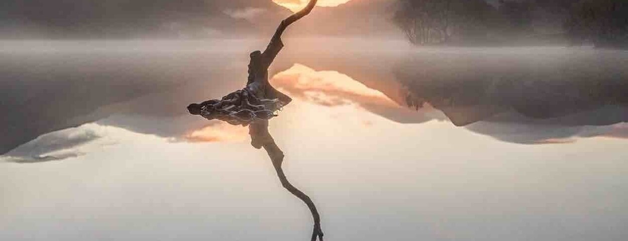 A solitary tree reflected in a calm body of water with mountains in the background.