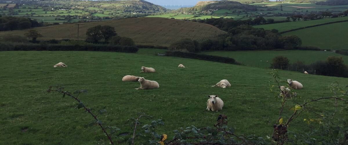 A green field with sheep grazing, rolling hills, and a cloudy sky.
