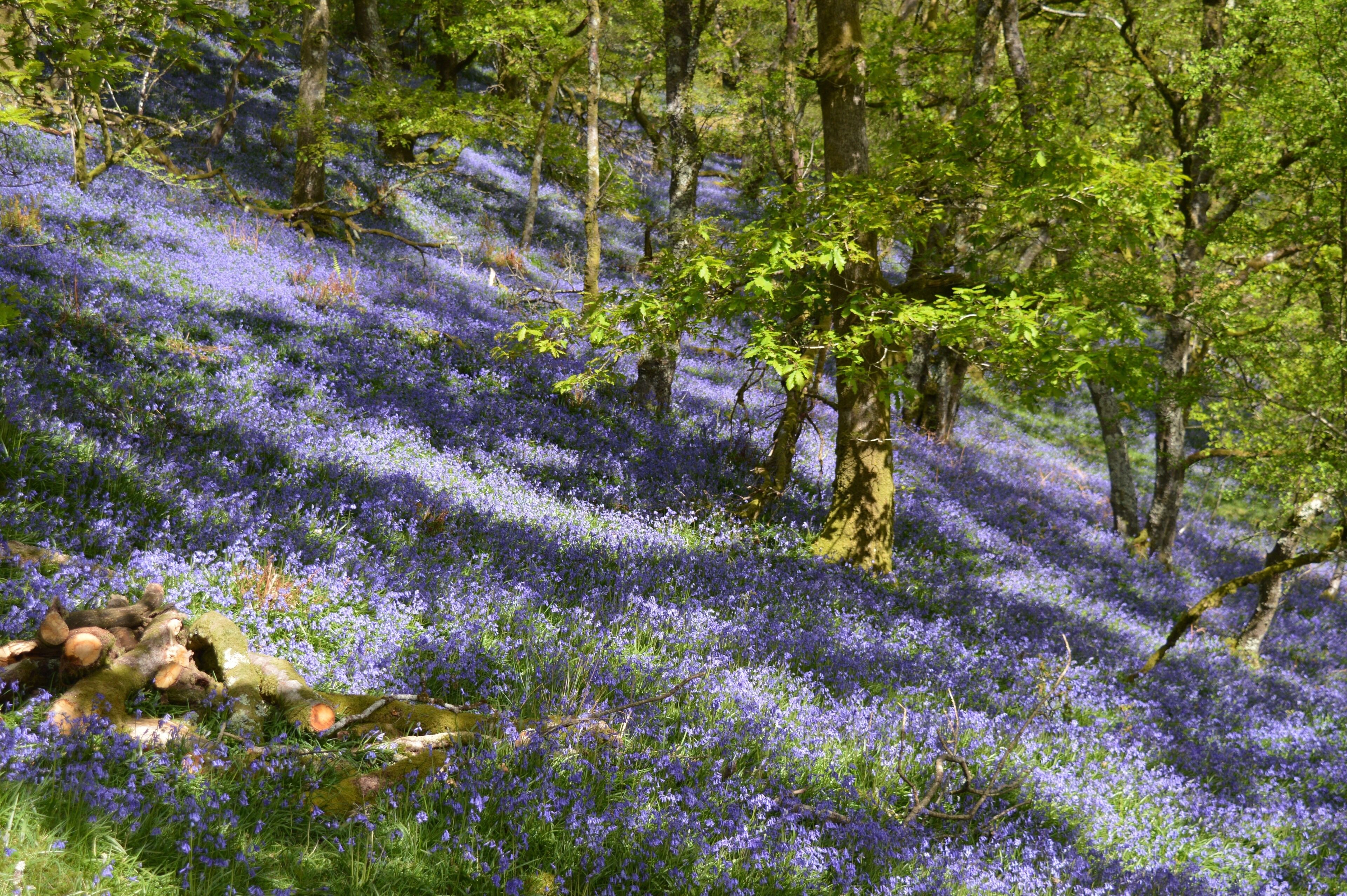 The Bluebells are out in force in Cwm Pennant Snowdonia North Wales