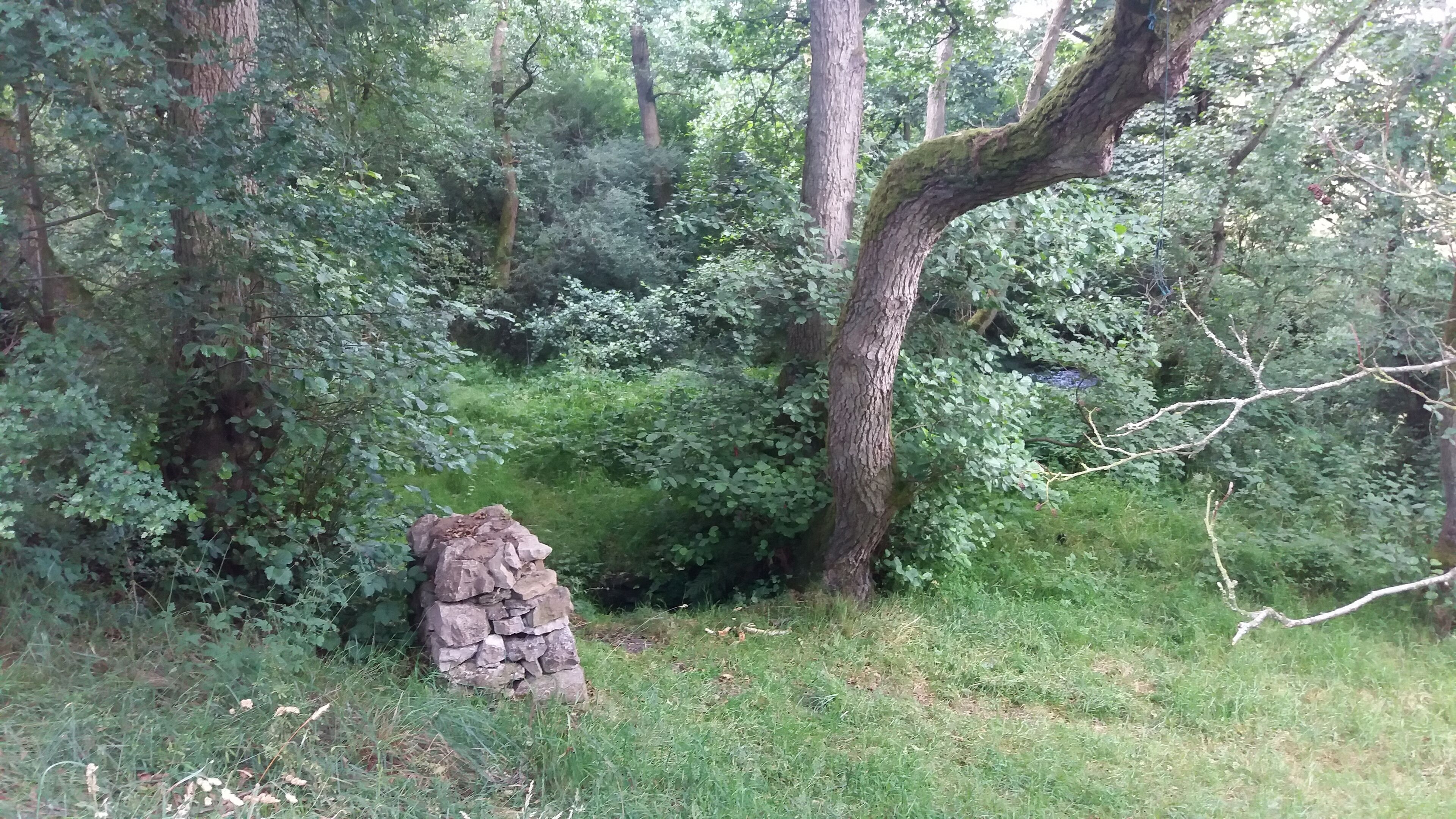 A forest with a stone structure and a large tree.