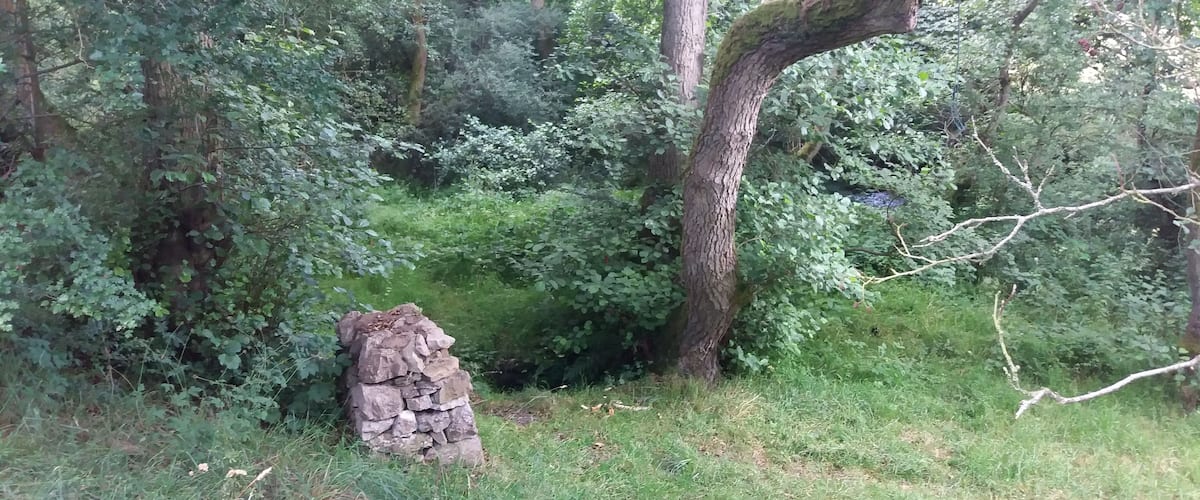 A forest with a stone structure and a large tree.
