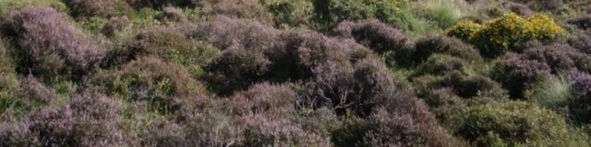 Moorland on Maesyrychen Mountain Looking south down the valley to Tan-y-bwlch.