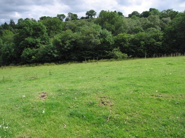 Un campo cubierto de hierba con un bosque denso al fondo.