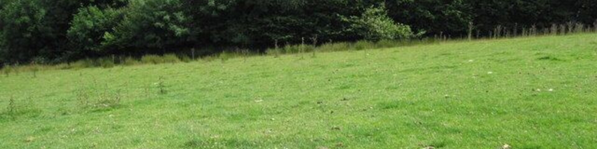 Un campo cubierto de hierba con un bosque denso al fondo.