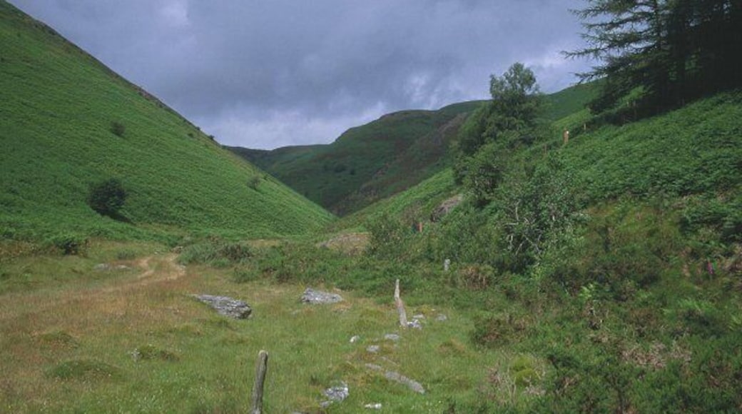 Cwm Gwenlais. Looking up the valley of the Afon Gwenlais, unfortunately bracken choked.
