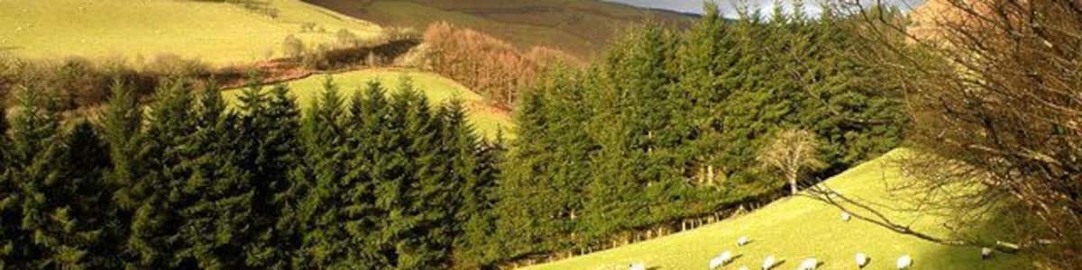 Ein grüner Hügel mit weidenden Schafen und einem Wald im Hintergrund.