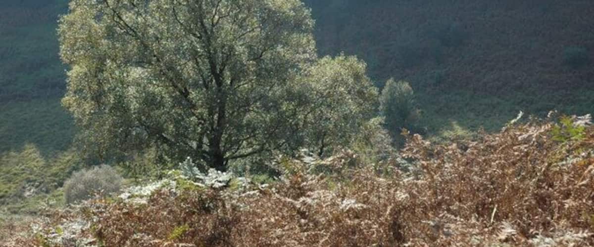A solitary tree in a forested area with a dense background of trees.