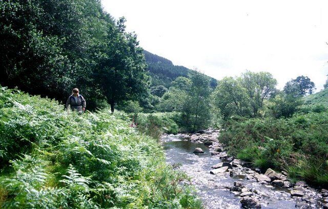 Cwm Gwenlais. Hill stream off Mynydd Mallaen. The usual Mid Wales pattern of a steep sided v shaped valley. The lower end has some small spruce plantations. The farm that was near here is long abandoned, the tenants probably gone downstream to better land, as my family once did.