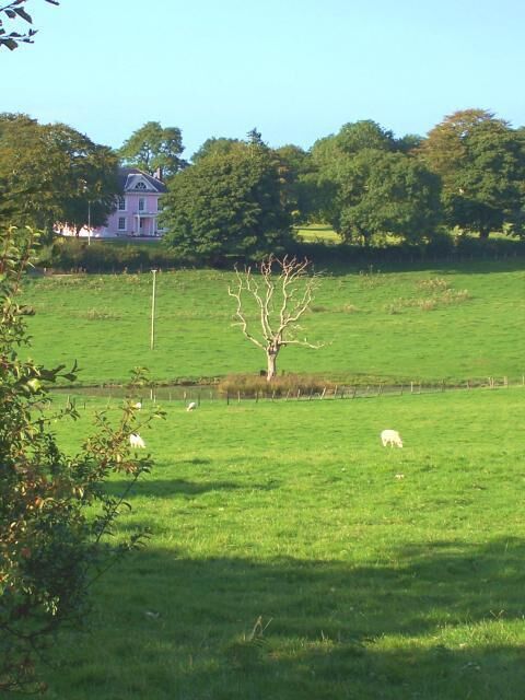 A green field with a tree, a house, and sheep.