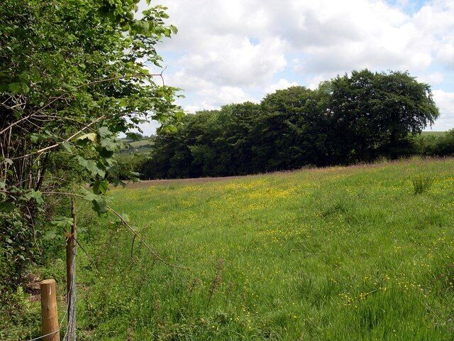 A grassy field with yellow flowers and a tree in the foreground.
