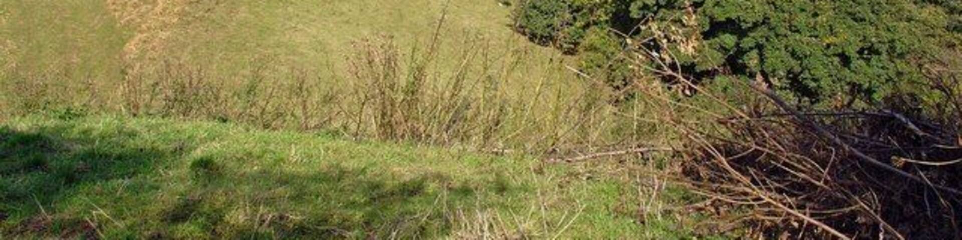 Rolling green hills, a dense bush, and scattered trees.