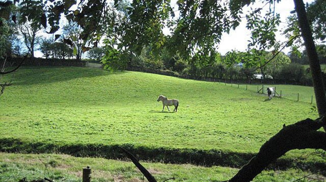 Pony pasture viewed from ancient track The pasture was in excellent fettle while the old sunken track, not being a bridleway, was overgrown and ultimately impassable, despite being shown as a footpath on Landranger and Explorer. A stream, perhaps the Afon Bedw, flows in between.