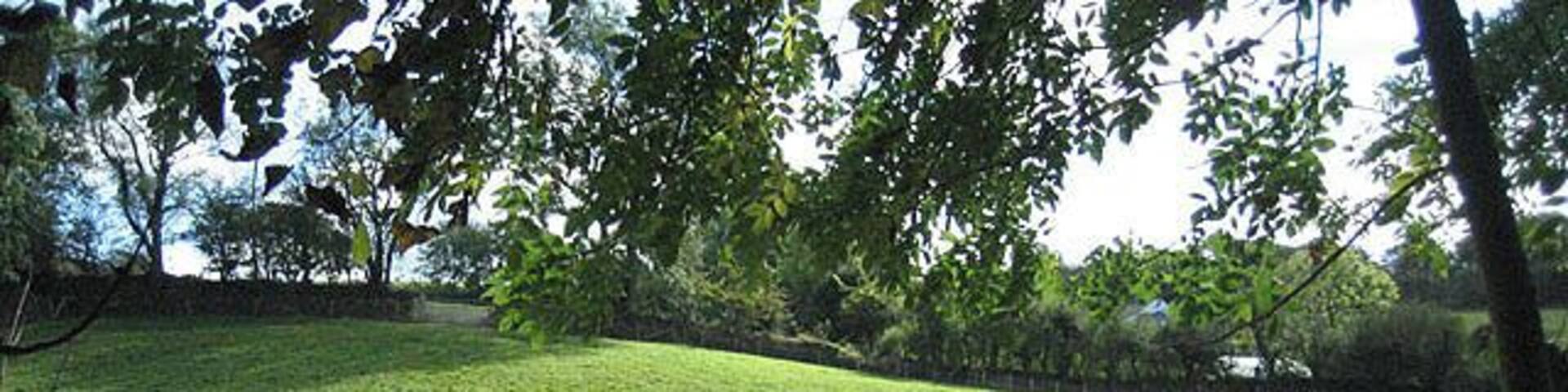 Pony pasture viewed from ancient track The pasture was in excellent fettle while the old sunken track, not being a bridleway, was overgrown and ultimately impassable, despite being shown as a footpath on Landranger and Explorer. A stream, perhaps the Afon Bedw, flows in between.