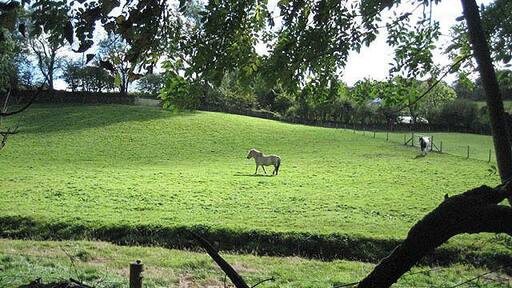 Pony pasture viewed from ancient track The pasture was in excellent fettle while the old sunken track, not being a bridleway, was overgrown and ultimately impassable, despite being shown as a footpath on Landranger and Explorer. A stream, perhaps the Afon Bedw, flows in between.