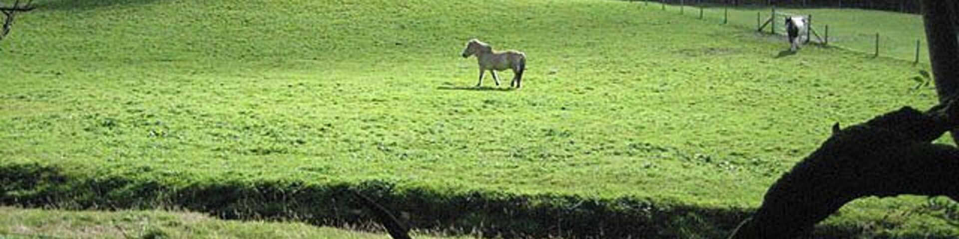 Pony pasture viewed from ancient track The pasture was in excellent fettle while the old sunken track, not being a bridleway, was overgrown and ultimately impassable, despite being shown as a footpath on Landranger and Explorer. A stream, perhaps the Afon Bedw, flows in between.