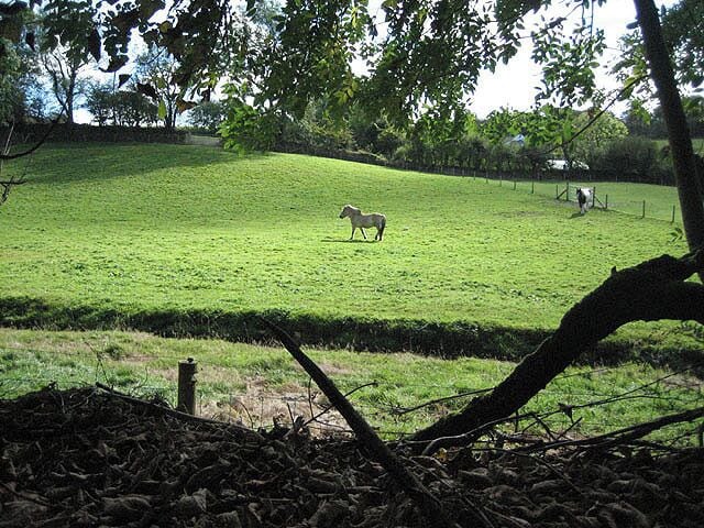 A grassy field with a horse grazing, surrounded by trees and a fence.