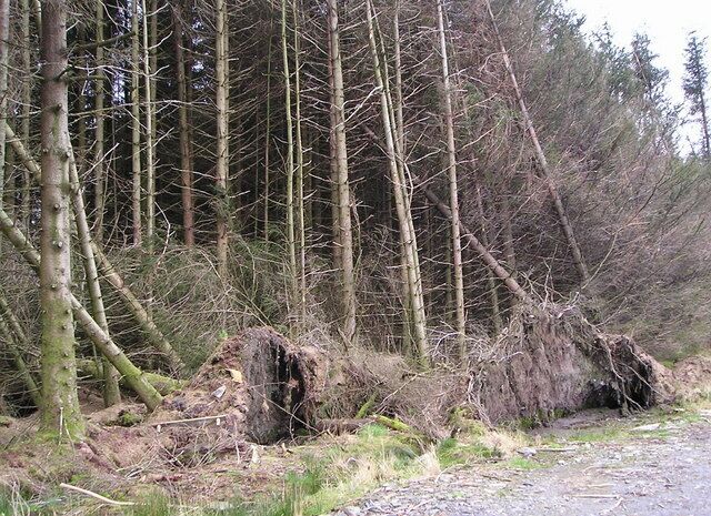 Wind Damage The Forestry Commission planted a large area of upland in this area with Norway Spruce in the 1950s. Much of it is now ready for harvesting. In this photograph, timber has been felled to the right of the picture leaving remaining trees exposed to winds from the West. Their shallow rooting systems are unable to cope and some are uprooted.