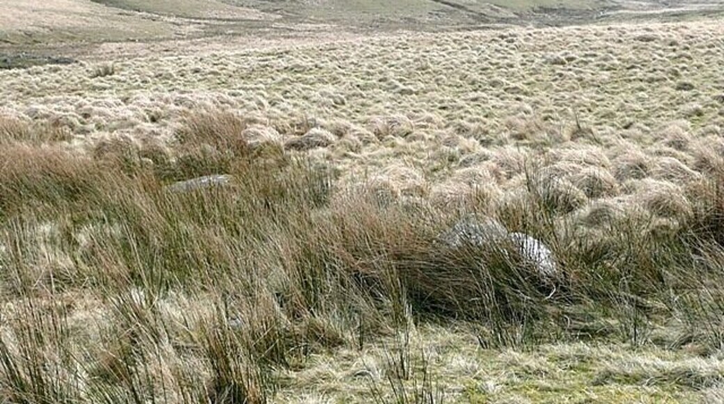 Above Nant Talar From the former drove road. It is all rough grazing up here. The view is into Nant Talar, coming in from the left, towards the point where it joins Nant Bran. The area is not often open to the public but it is a non-firing day and the red flags are down.