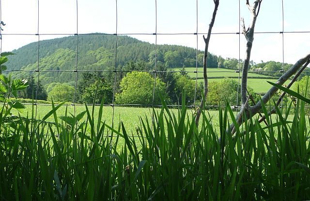 A green field with a wire fence and trees in the background.
