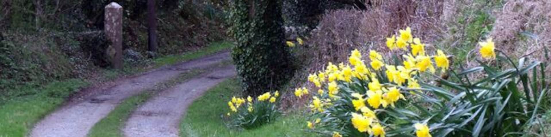 Un sendero de grava rodeado de vegetación exuberante y narcisos amarillos.