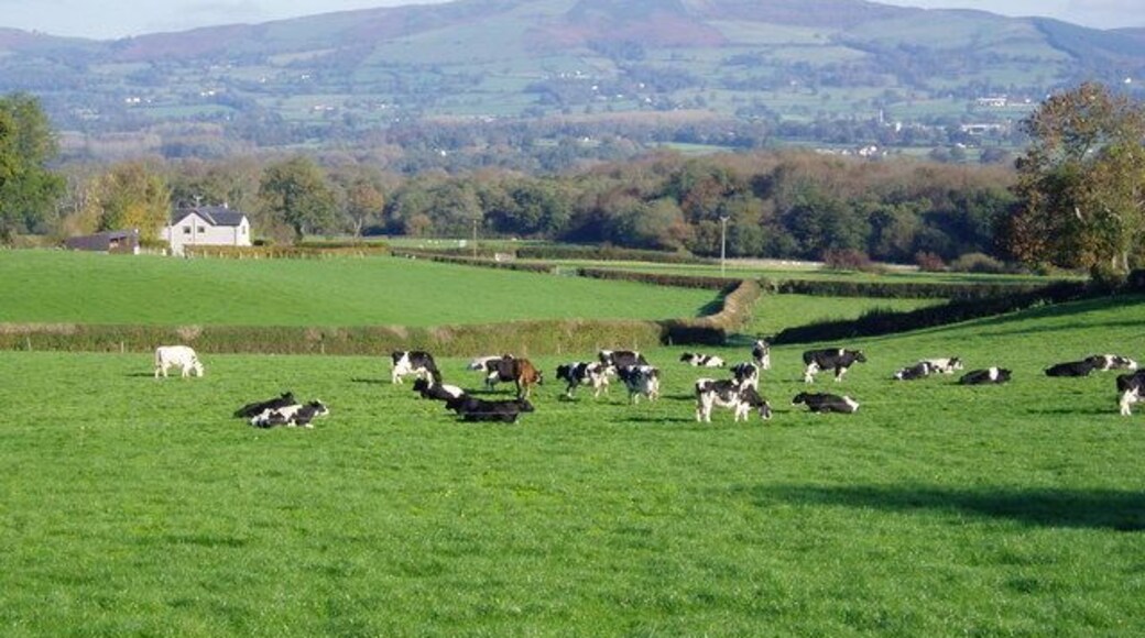 Friesians in Llanrhaeadr A herd of Friesians on the hillside north of Llanrhaeadr