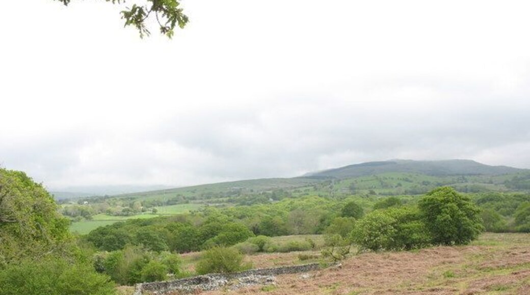 Bracken infested hillside