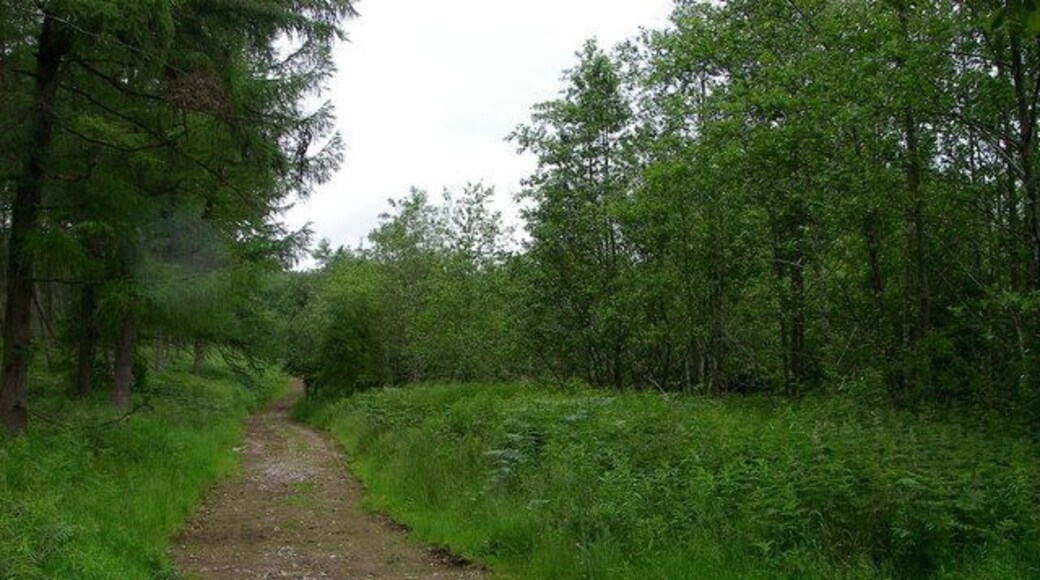 Track leading into Penmoelallt Community Woodland The route is also followed by the Taff Trail. The woods are designated as an SSSI, not least for their rare and unusual stand of Ley's Whitebeam and indeed another rare Sorbus species.