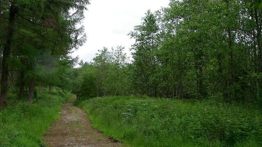 Track leading into Penmoelallt Community Woodland The route is also followed by the Taff Trail. The woods are designated as an SSSI, not least for their rare and unusual stand of Ley's Whitebeam and indeed another rare Sorbus species.
