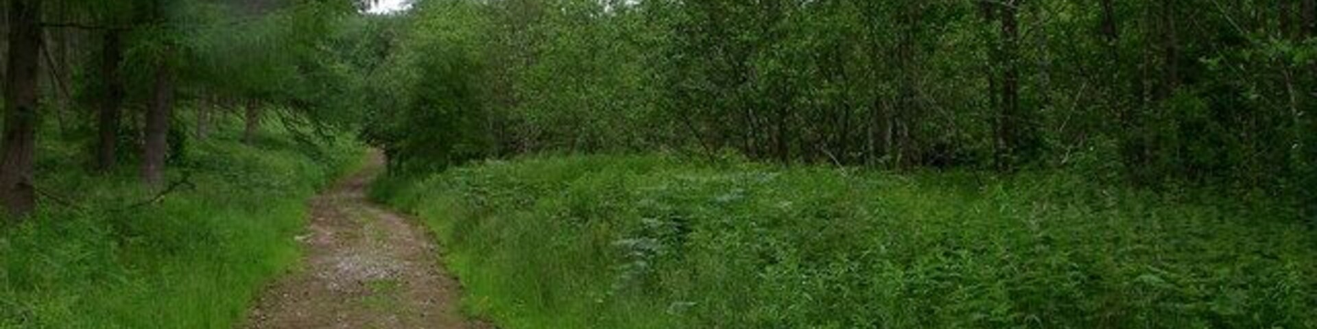 Track leading into Penmoelallt Community Woodland The route is also followed by the Taff Trail. The woods are designated as an SSSI, not least for their rare and unusual stand of Ley's Whitebeam and indeed another rare Sorbus species.