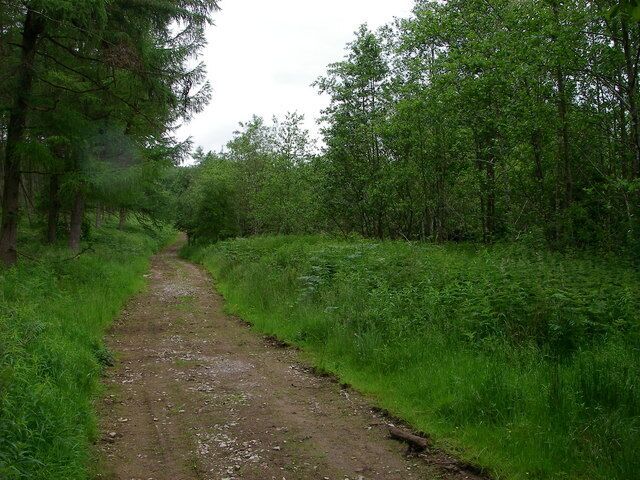 A dirt path surrounded by dense green forest.