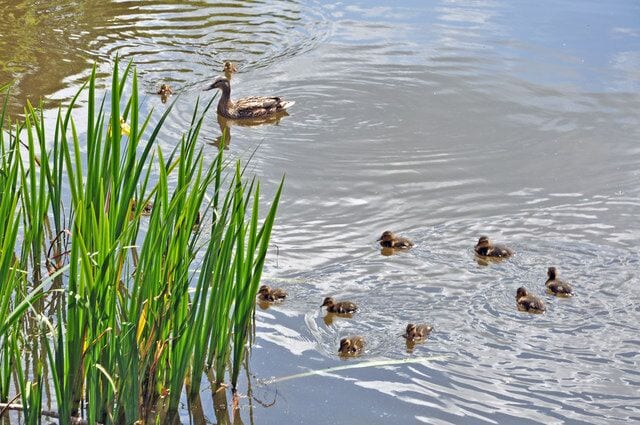 A ripple of ducklings, Cyfartha Castle Lake - Merthyr Tydfil