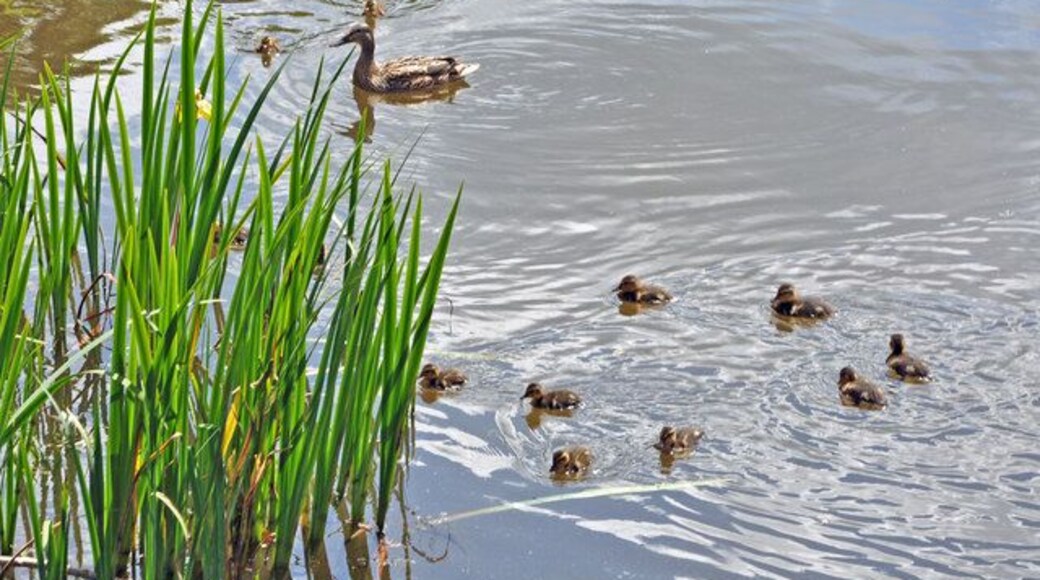 A ripple of ducklings, Cyfartha Castle Lake - Merthyr Tydfil
