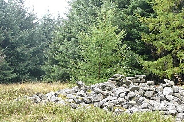Carn Las The antiquity marked on the maps as Carn Las appears to be this pile of stones in the forest.