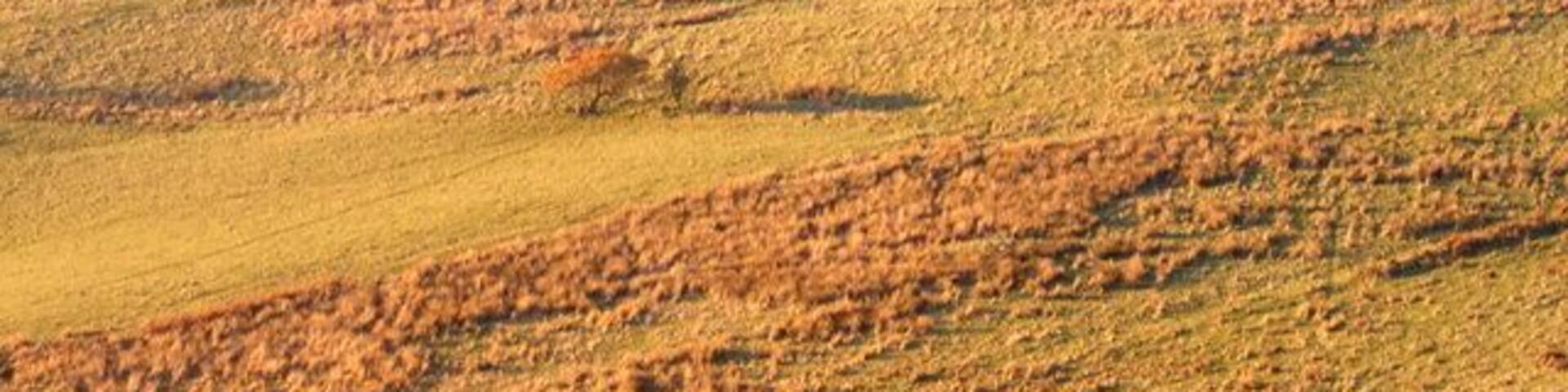 Dan yr Odin tip from Mynydd Gilfach yr encil Dan Yr Odin tip aka The Crows Foot is the former tip of Troedyrhiw pit and is now covered in heather. It is an important "thermal trigger" used by the local hangglider and paraglider pilots.