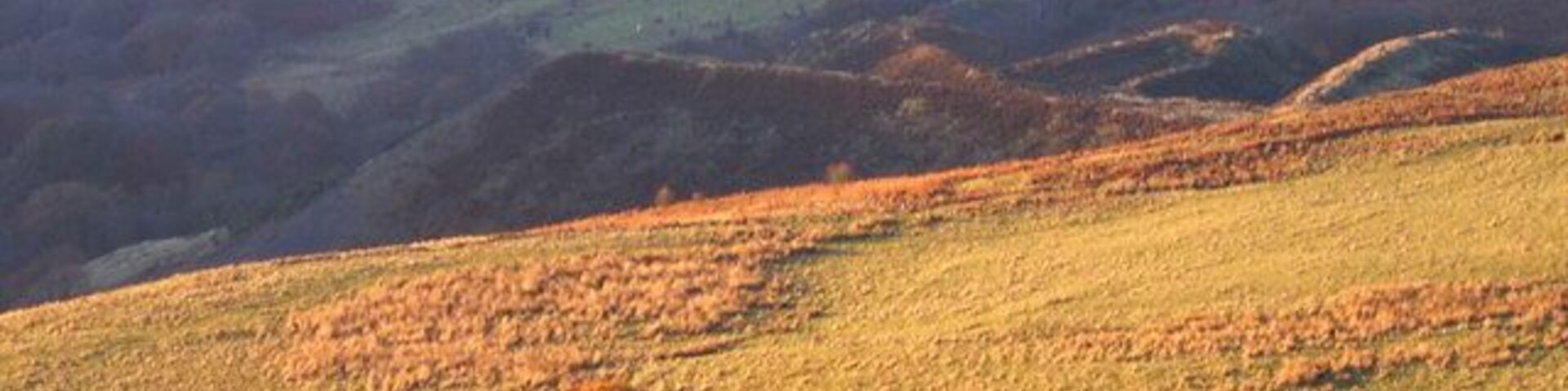 Dan yr Odin tip from Mynydd Gilfach yr encil Dan Yr Odin tip aka The Crows Foot is the former tip of Troedyrhiw pit and is now covered in heather. It is an important "thermal trigger" used by the local hangglider and paraglider pilots.