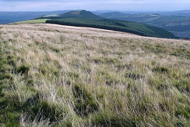 A grassy hill with a forested area in the background.