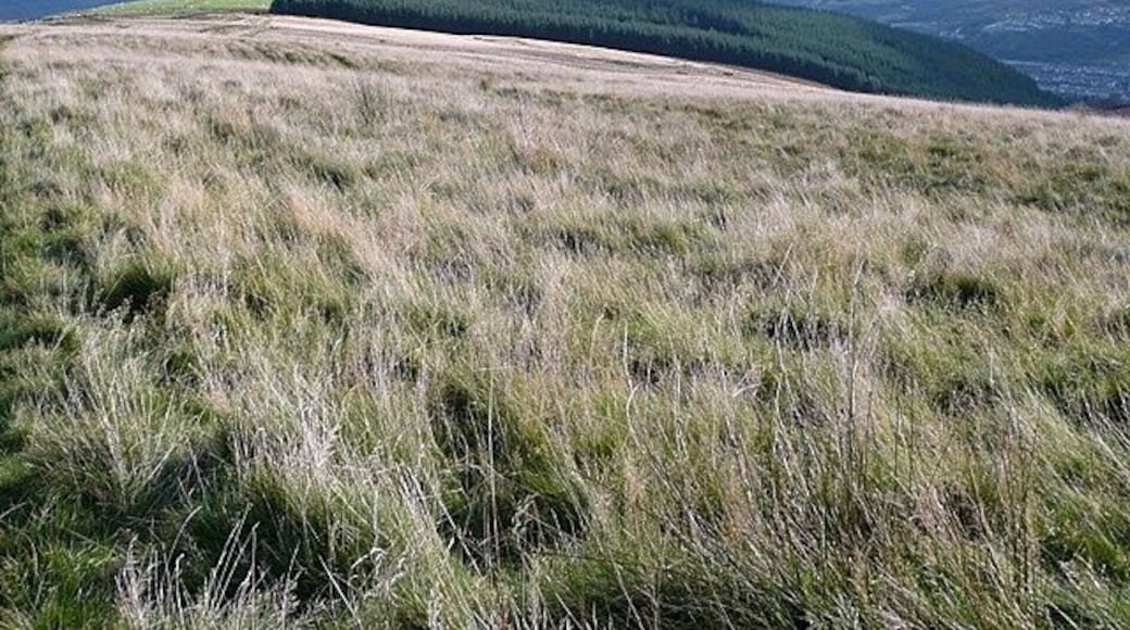 A grassy hill with a forested area in the background.